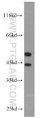 JNK1 + JNK2 antibody, 51153-1-AP, Proteintech Group, Western Blot image 