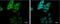Matrix Metallopeptidase 13 antibody, NBP2-17310, Novus Biologicals, Immunofluorescence image 
