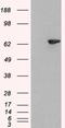 Lymphocyte-specific adapter protein Lnk antibody, NB100-2295, Novus Biologicals, Western Blot image 