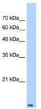 Elongin B antibody, TA329241, Origene, Western Blot image 