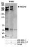 AT-rich interactive domain-containing protein 1B antibody, A301-047A, Bethyl Labs, Immunoprecipitation image 