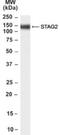 Stromal Antigen 2 antibody, NB100-60946, Novus Biologicals, Western Blot image 
