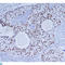 Protein Kinase, DNA-Activated, Catalytic Subunit antibody, LS-C812943, Lifespan Biosciences, Immunohistochemistry paraffin image 