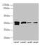 Apurinic/Apyrimidinic Endodeoxyribonuclease 1 antibody, CSB-PA001900HA01HU, Cusabio, Western Blot image 