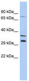 Testis Specific 13 antibody, TA340221, Origene, Western Blot image 