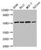 Serpin Family C Member 1 antibody, LS-C679428, Lifespan Biosciences, Western Blot image 