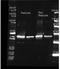 Sarcosine oxidase subunit alpha antibody, orb344233, Biorbyt, Western Blot image 