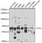 Atlastin GTPase 1 antibody, GTX33027, GeneTex, Western Blot image 