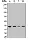 Eukaryotic Translation Initiation Factor 4A2 antibody, LS-C667791, Lifespan Biosciences, Western Blot image 