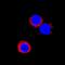 Interferon Gamma antibody, AF1586, R&D Systems, Immunofluorescence image 