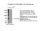 Tectonic Family Member 3 antibody, 16085-1-AP, Proteintech Group, Immunoprecipitation image 