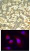 Spleen Associated Tyrosine Kinase antibody, 79-250, ProSci, Immunohistochemistry paraffin image 
