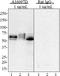 Tau, 419-433 antibody, 851002, BioLegend, Western Blot image 