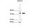 Pyruvate Dehydrogenase E1 Alpha 1 Subunit antibody, 30-359, ProSci, Western Blot image 