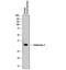 Intelectin 2 antibody, MAB8004, R&D Systems, Western Blot image 