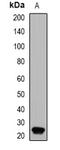 Glutathione Peroxidase 4 antibody, LS-B14362, Lifespan Biosciences, Western Blot image 