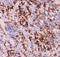 MYD88 Innate Immune Signal Transduction Adaptor antibody, PB9148, Boster Biological Technology, Immunohistochemistry frozen image 