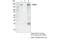 Euchromatic Histone Lysine Methyltransferase 1 antibody, 35005S, Cell Signaling Technology, Immunoprecipitation image 