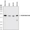 Actin Alpha 2, Smooth Muscle antibody, MAB1420, R&D Systems, Western Blot image 