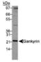 Proteasome 26S Subunit, Non-ATPase 10 antibody, PA1-16904, Invitrogen Antibodies, Western Blot image 