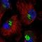 Rhomboid Domain Containing 2 antibody, NBP1-92330, Novus Biologicals, Immunofluorescence image 