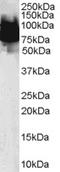 Annexin A10 antibody, orb18838, Biorbyt, Western Blot image 