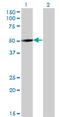 Zinc Finger Protein 213 antibody, MA5-20293, Invitrogen Antibodies, Western Blot image 