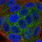 Kelch Like Family Member 36 antibody, HPA023423, Atlas Antibodies, Immunocytochemistry image 