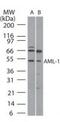 RUNX Family Transcription Factor 1 antibody, PA1-41078, Invitrogen Antibodies, Western Blot image 