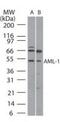 Aml1 antibody, PA1-41078, Invitrogen Antibodies, Western Blot image 