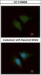 Coronin 1C antibody, LS-C185815, Lifespan Biosciences, Immunocytochemistry image 