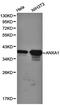 Annexin A1 antibody, orb129512, Biorbyt, Western Blot image 