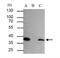 SEC13 Homolog, Nuclear Pore And COPII Coat Complex Component antibody, NBP1-33291, Novus Biologicals, Immunoprecipitation image 