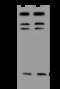 ADP Ribosylation Factor Like GTPase 1 antibody, 200255-T32, Sino Biological, Western Blot image 