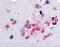 Adhesion G Protein-Coupled Receptor B1 antibody, MBS395944, MyBioSource, Immunohistochemistry frozen image 