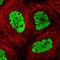 DNA Methyltransferase 3 Alpha antibody, NBP1-85961, Novus Biologicals, Immunofluorescence image 