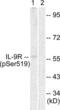 Interleukin 9 Receptor antibody, LS-C199119, Lifespan Biosciences, Western Blot image 