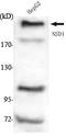 Nuclear Receptor Binding SET Domain Protein 1 antibody, A02327, Boster Biological Technology, Western Blot image 