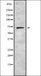 Mucin 5B, Oligomeric Mucus/Gel-Forming antibody, orb338436, Biorbyt, Western Blot image 