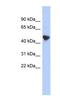 Immediate Early Response 5 Like antibody, NBP1-79610, Novus Biologicals, Western Blot image 