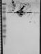 Radixin antibody, NBP1-85238, Novus Biologicals, Western Blot image 