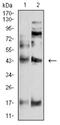 Pyrimidinergic Receptor P2Y4 antibody, NBP2-61759, Novus Biologicals, Western Blot image 