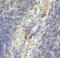 Lymphocyte Activating 3 antibody, SD8839, ProSci, Immunohistochemistry frozen image 