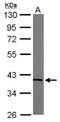 Transaldolase 1 antibody, NBP1-32121, Novus Biologicals, Western Blot image 