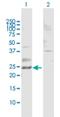 RAB11A, Member RAS Oncogene Family antibody, H00009230-B02P, Novus Biologicals, Western Blot image 