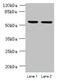 UFM1 Specific Peptidase 2 antibody, CSB-PA885731LA01HU, Cusabio, Western Blot image 