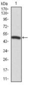 Forkhead Box P1 antibody, abx011926, Abbexa, Western Blot image 