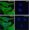 Notch Receptor 2 antibody, NBP2-62559, Novus Biologicals, Immunofluorescence image 