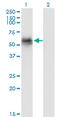 Cyclin G Associated Kinase antibody, LS-C197266, Lifespan Biosciences, Western Blot image 