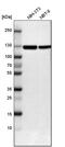 Complement Factor B antibody, PA5-51640, Invitrogen Antibodies, Western Blot image 